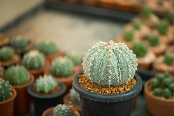 Astrophytum Asterias Kabuto Kaktusz Virágcserépben — Stock Fotó