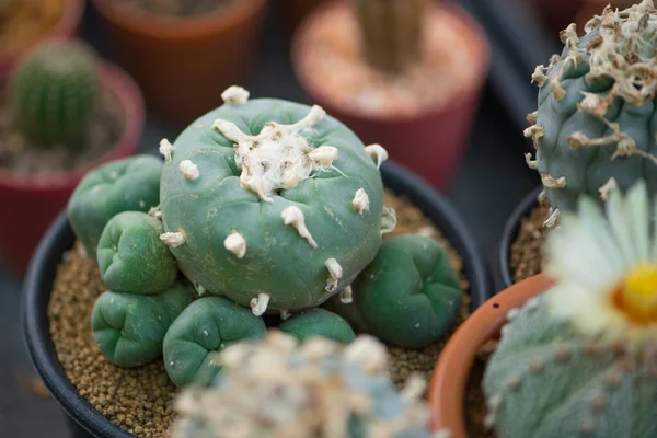 Lophophora Cactus Flower Pot — Stock Photo, Image
