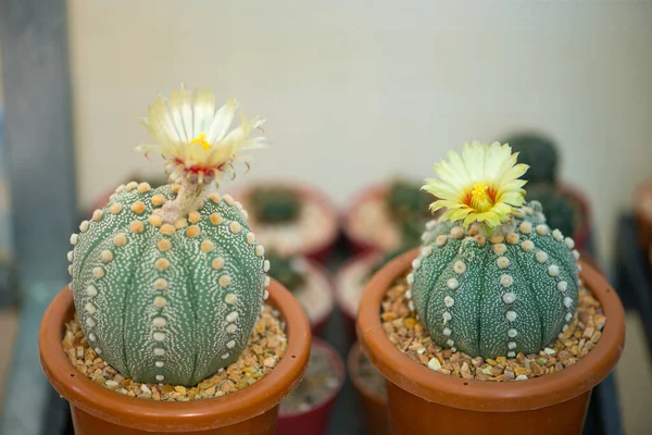 Geschlossene Blüte Des Astrophytum Asterias Kaktus — Stockfoto