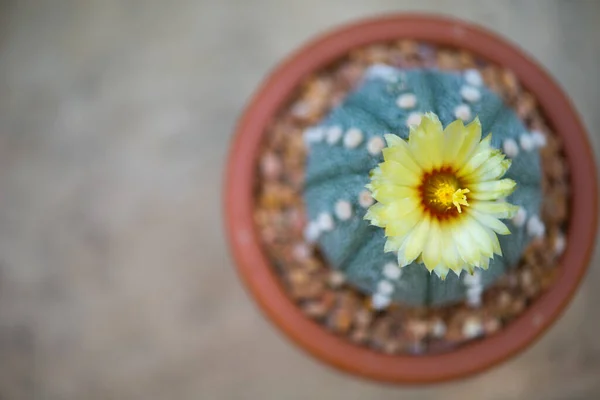 Astrophytum Asterias Cactus Flower Pot — Stock Photo, Image