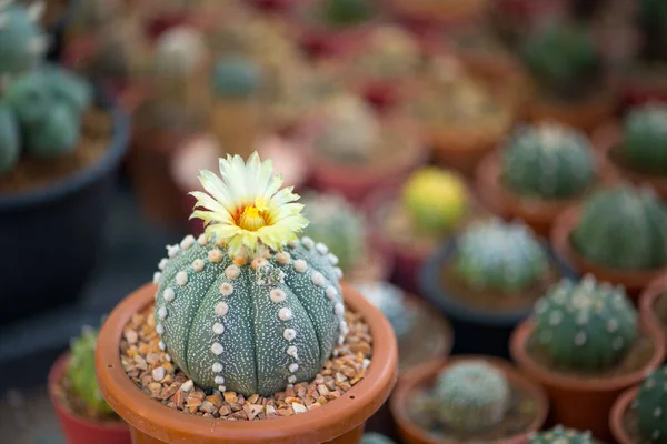 Astrophytum Asterias Kaktus Och Blomma Potten — Stockfoto