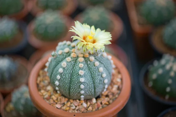 Astrophytum Asterias Kaktus Och Blomma Potten — Stockfoto