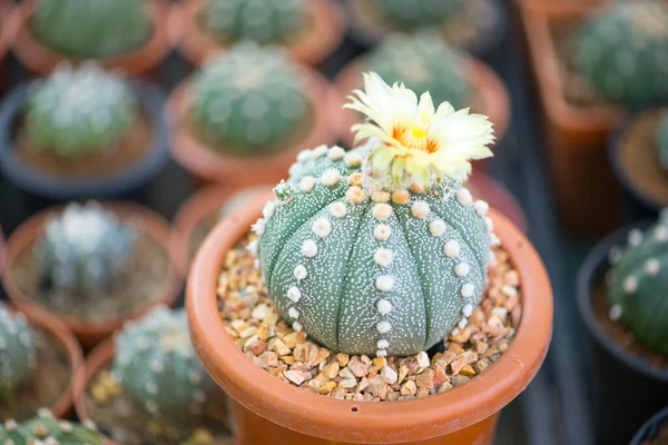 Astrophytum Asterias Cactus Flor Maceta —  Fotos de Stock