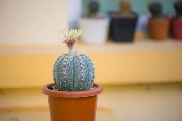 Astrophytum Asterias Cactus Flor Maceta —  Fotos de Stock