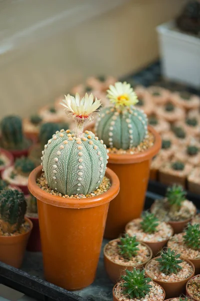 Astrophytum Asterias Cactus Fiore Vaso — Foto Stock