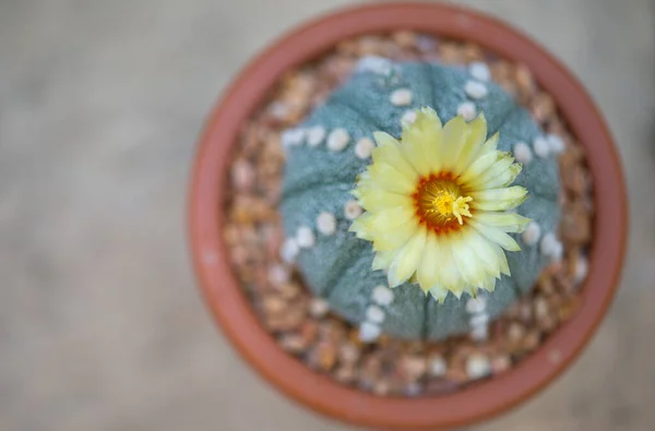 Astrophytum Asterias Cactus Flower Pot — Stock Photo, Image