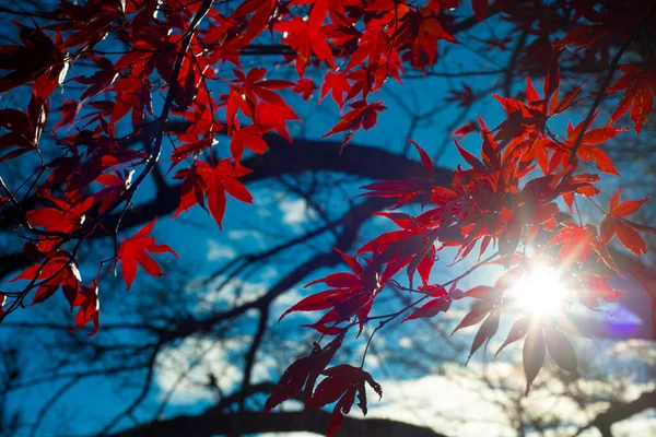 Κόκκινα Φύλλα Σφενδάμου Και Φως Του Ήλιου Δείχνουν Φόντο Της — Φωτογραφία Αρχείου