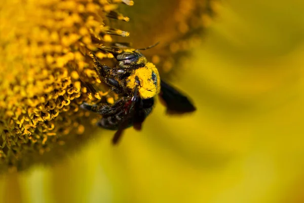 Girasol Abejorros Sobre Fondo Natural Girasol Floreciendo Jardín — Foto de Stock