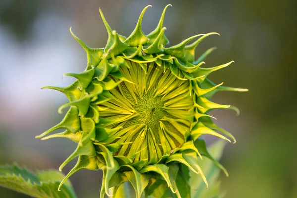 Baby Green Sunflower Natural Background Sunflower Blooming Garden — Stock Photo, Image