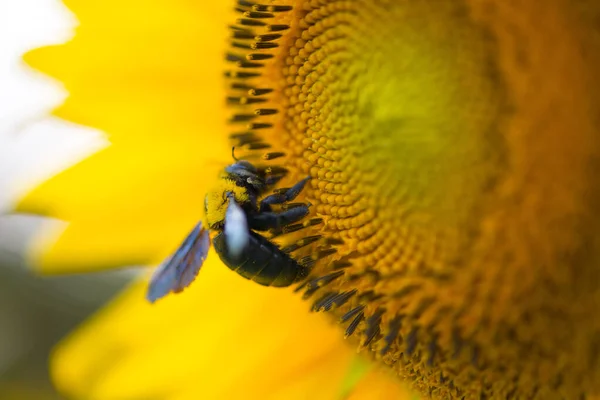 Girasol Abejorros Sobre Fondo Natural Girasol Floreciendo Jardín —  Fotos de Stock