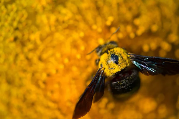 해바라기와 호박벌은 자연적 배경에서 것입니다 정원에서 꽃피는 해바라기 — 스톡 사진