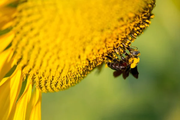 Sonnenblume Und Hummel Auf Natürlichem Hintergrund Sonnenblume Blüht Garten — Stockfoto