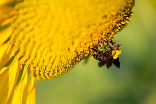 Girasol Abejorros Sobre Fondo Natural Girasol Floreciendo Jardín — Foto de Stock