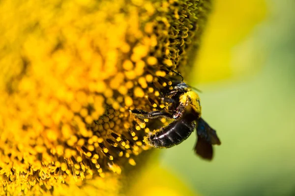 Sunflower Bumble Bee Natural Background Sunflower Blooming Garden — Stock Photo, Image