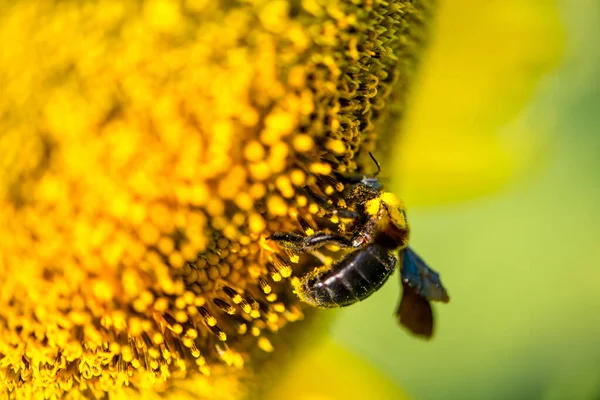 Girasol Abejorros Sobre Fondo Natural Girasol Floreciendo Jardín —  Fotos de Stock