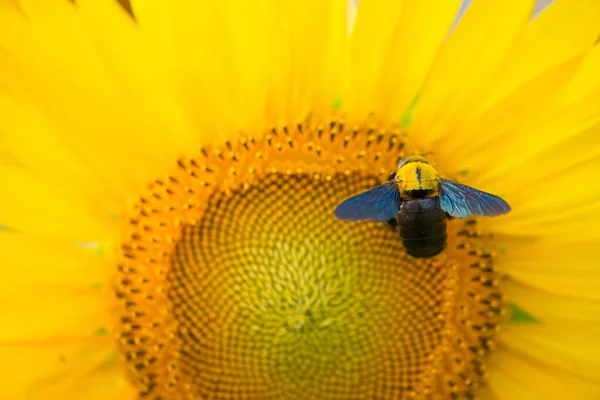 Соняшник Джмельна Бджола Природному Тлі Цвітіння Соняшнику Саду — стокове фото