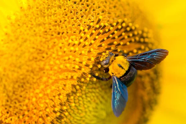 自然を背景にしたひまわりとバンブルビー 庭に咲くひまわり — ストック写真