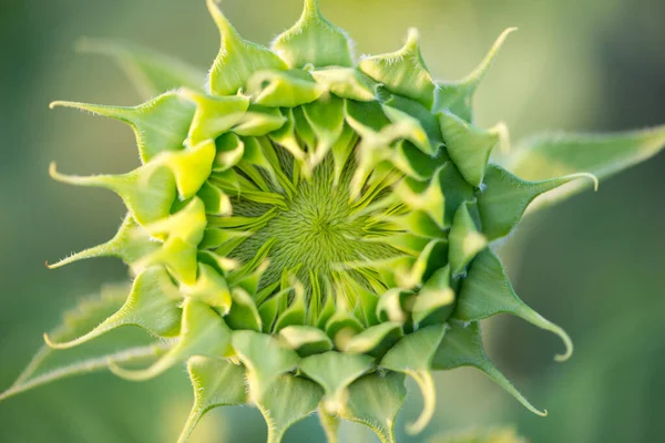 Baby Green Sunflower Natural Background Sunflower Blooming Garden — Stock Photo, Image