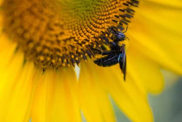 自然を背景にしたひまわりとバンブルビー 庭に咲くひまわり — ストック写真