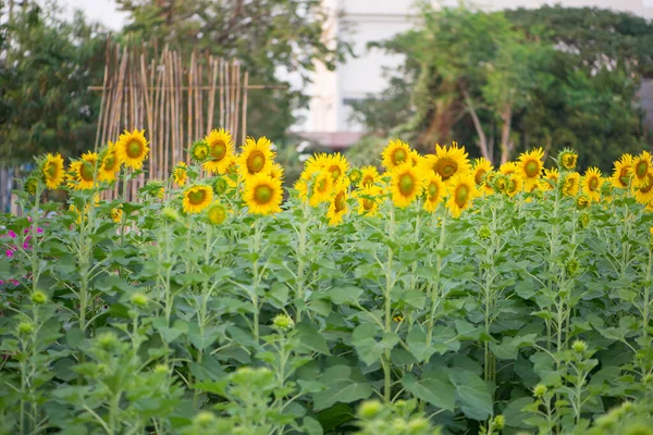 Sunflower Natural Background Sunflower Blooming Garden — Stock Photo, Image