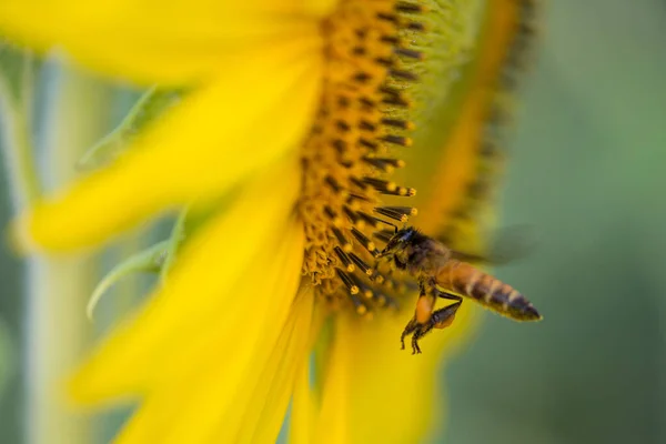 Sonnenblume Und Biene Auf Natürlichem Hintergrund Sonnenblume Blüht Garten — Stockfoto