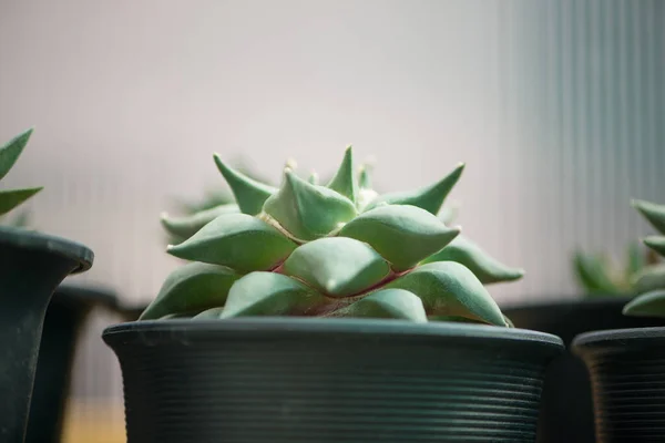 Ariocarpus Fissuratus Cactus Flower Pot — 스톡 사진