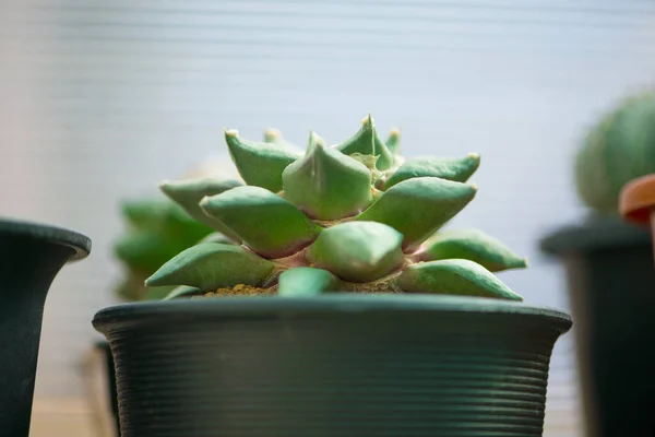 Ariocarpus Fissuratus Cactus Flower Pot — Stock Photo, Image