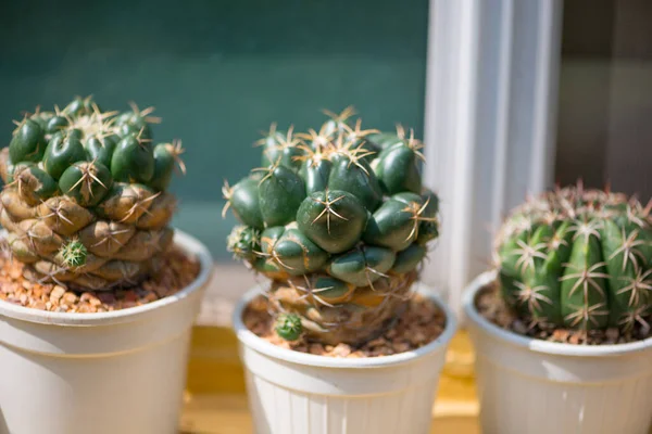 Coryphantha Elephantidens Kaktus Topf — Stockfoto