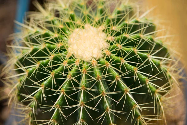 Echinocactus Grusonii Golden Barrel Cactus — Stock Photo, Image