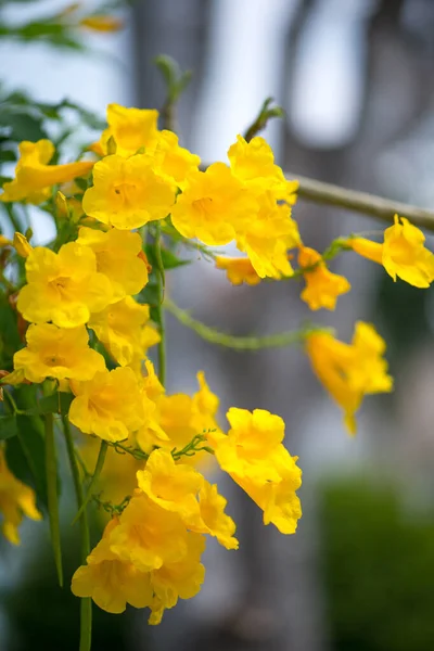 Žlutý Stařešina Trumpetbush Trumpetflower Žlutý Trumpetbuš Žlutý Trumpetbuš Nebo Tecoma — Stock fotografie