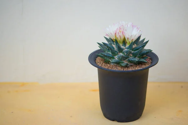 Ariocarpus Trigonus Kaktus Och Blomma Potten — Stockfoto