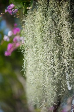 İspanyol yosunu ya da Tillandsia usneoides ve ağaçta