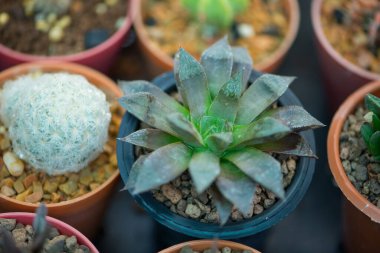 Haworthia kaktüsü saksıda