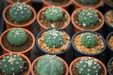 Astrophytum Asterias Kaktüs çiçek saksısında