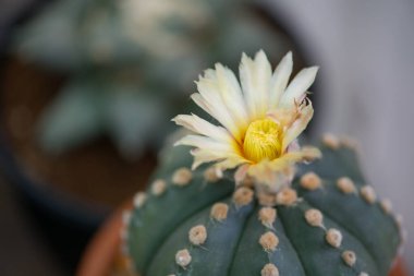 Astrophytum Asterias kaktüs çiçeği.