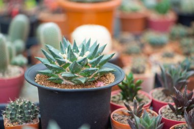 Çiçek kabında Ariocarpus trigonus kaktüsü