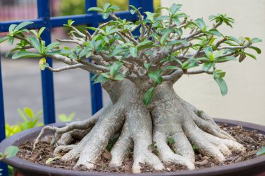 Çiçek saksısında Adenyum ağacı bonsai tarzı