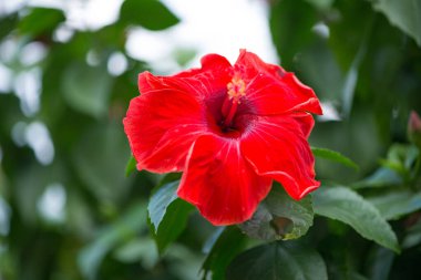 Yeşil arkaplanda kırmızı Hibiscus çiçekleri