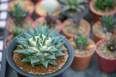 Çiçek kabında Ariocarpus trigonus kaktüsü