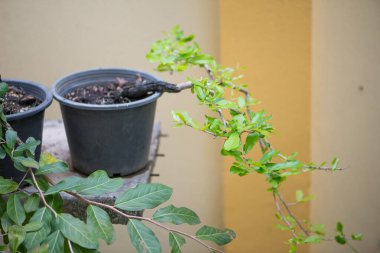 Bonsai 'yi hazırlamak için saksıdaki kapalı ağaç.