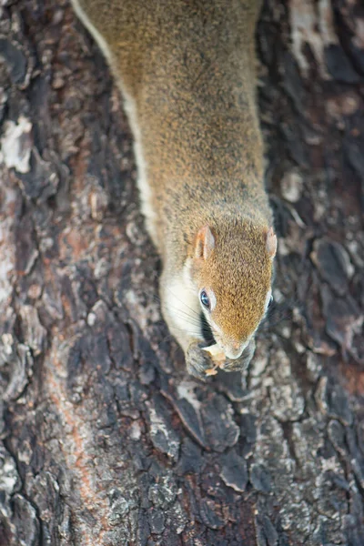 Ardilla Cerrada Árbol — Foto de Stock