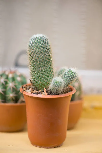 Cactus Vert Fermé Dans Pot Fleurs — Photo