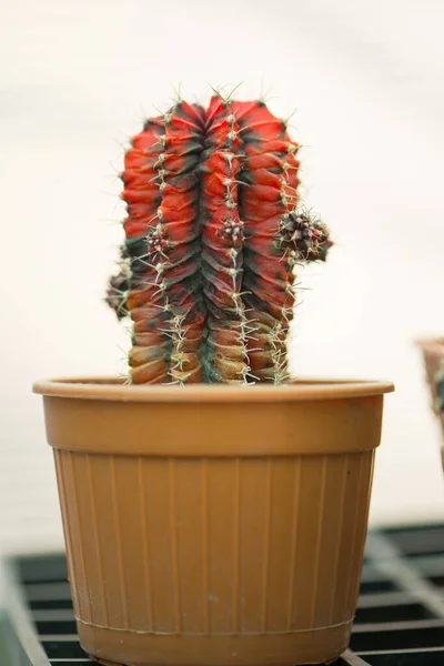 Gymnocalycium Kaktusz Virágcserép — Stock Fotó