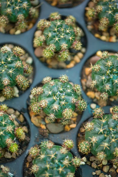 Gymnocalycium Damsii Cactus Flower Pot — Stock Photo, Image