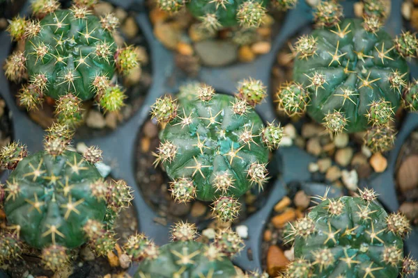 Gymnocalycium Damsii Cactus Pot Fleurs — Photo