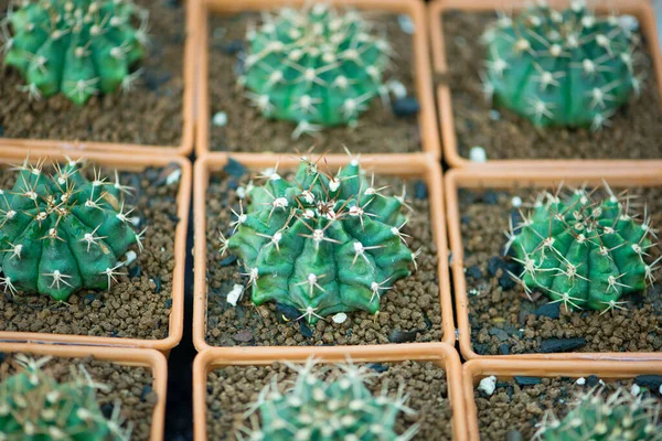 Gymnocalycium Cactus Flower Pot — Stock Photo, Image