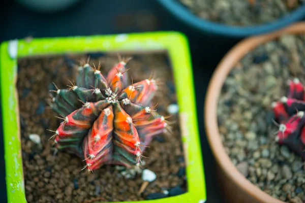 Gymnocalycium Kaktusz Virágcserép — Stock Fotó