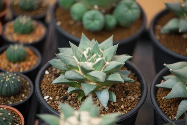 Ariocarpus Fissuratus Cactus Maceta —  Fotos de Stock