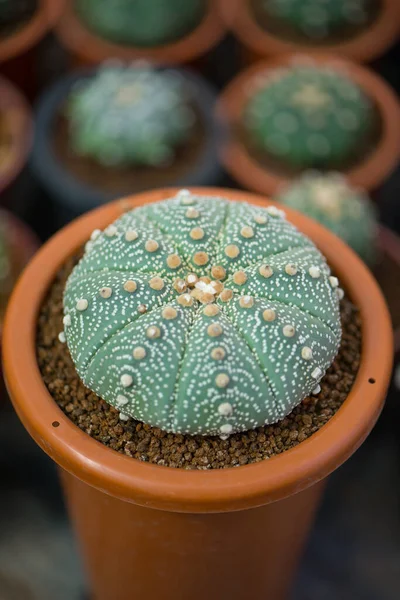 Astrophytum Asterias Cactus Vaso Fiori — Foto Stock