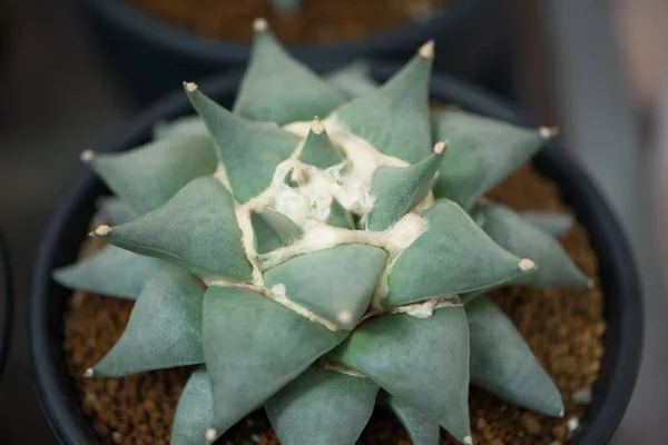 Ariocarpus Fissuratus Cactus Flower Pot — Stock Photo, Image